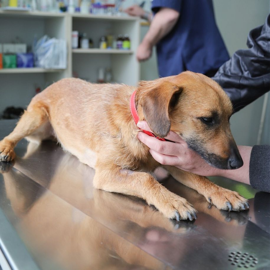 How Modern Chiggers on Dogs Treatment Dogs Can Protect Your Furry Friend