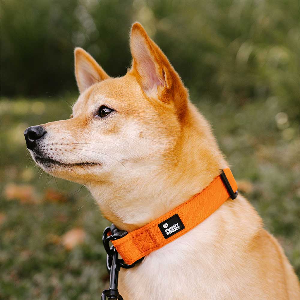 Funnyfuzzy Ajustable Nylon Durable Dog Collar - Flexi Walker