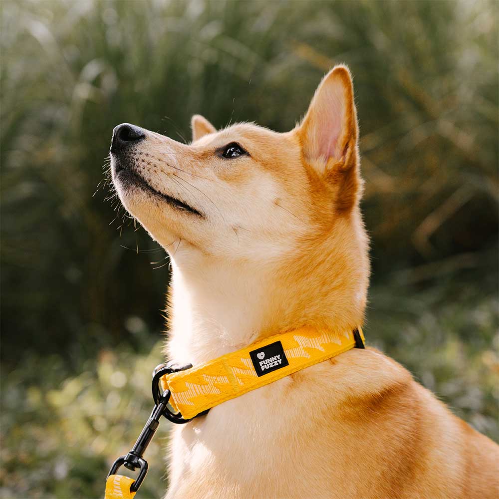 Funnyfuzzy Ajustable Nylon Durable Dog Collar - Flexi Walker