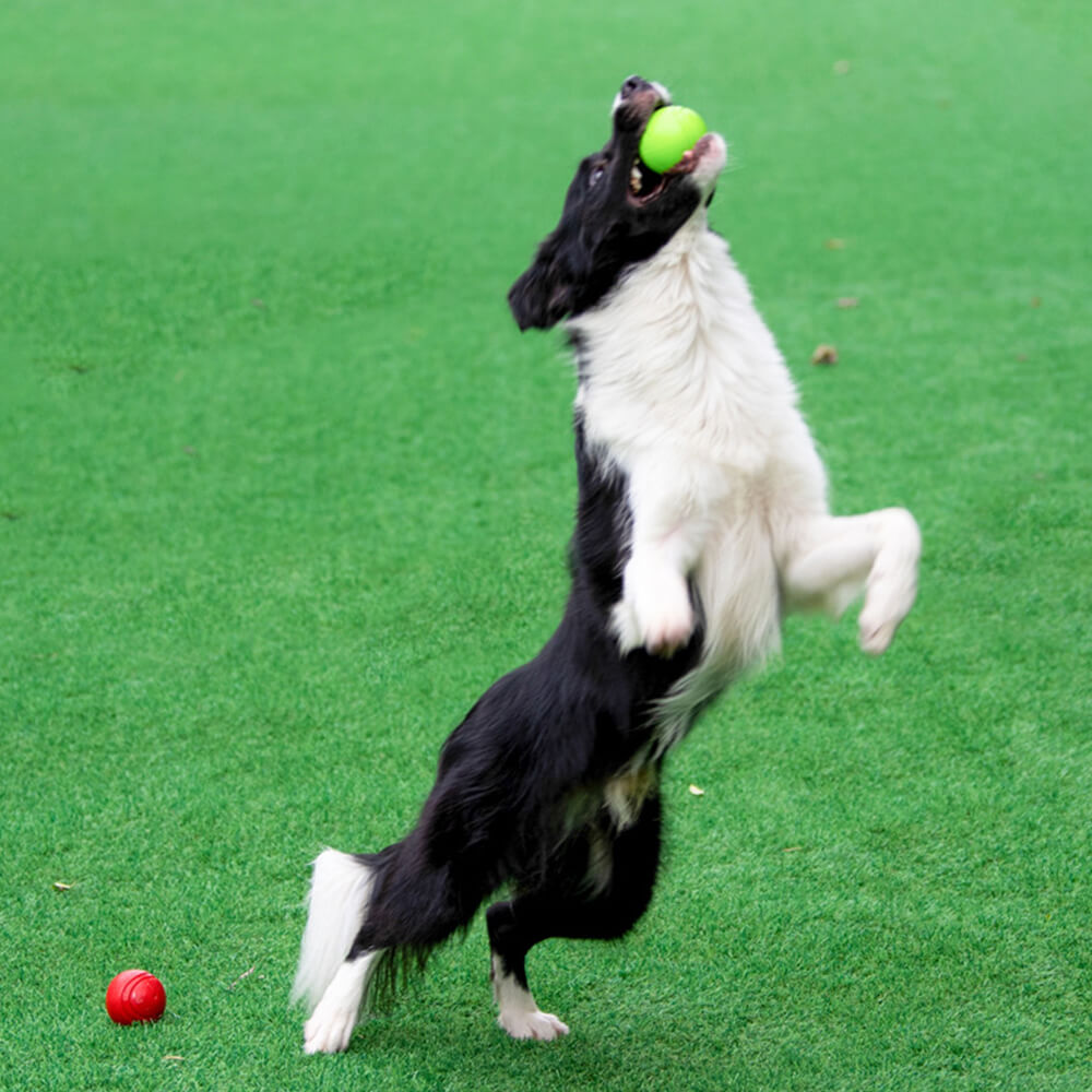 Elastic Squeaky Ball Toy Floating Water Ball Dog Chew Toys