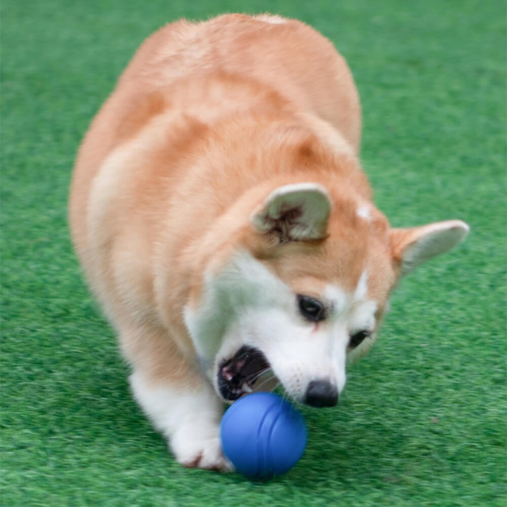 Elastic Squeaky Ball Toy Floating Water Ball Dog Chew Toys