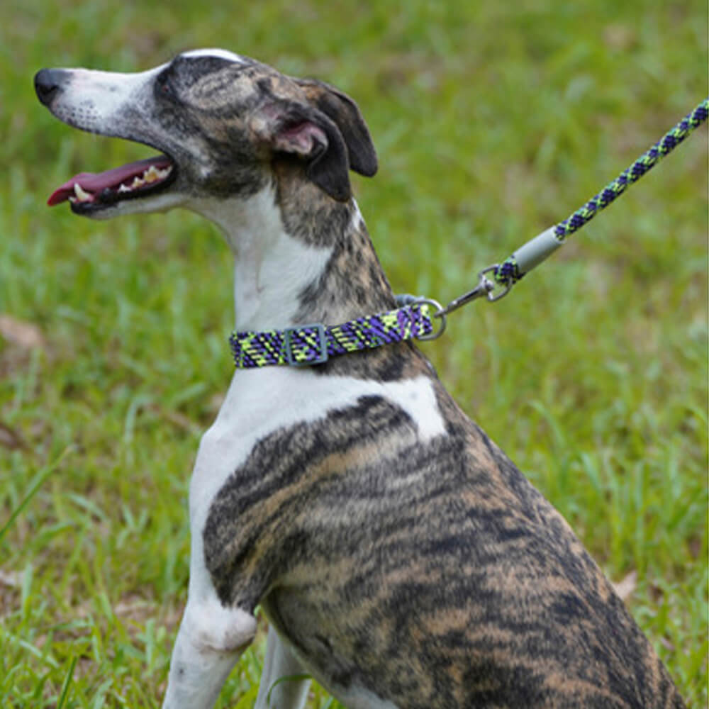 Weave reflectante Ajustable El collar y correa de perros antiadronizando