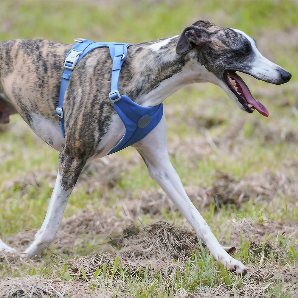 Control completo cómodo sin pulir arnés de perro y kit de correa