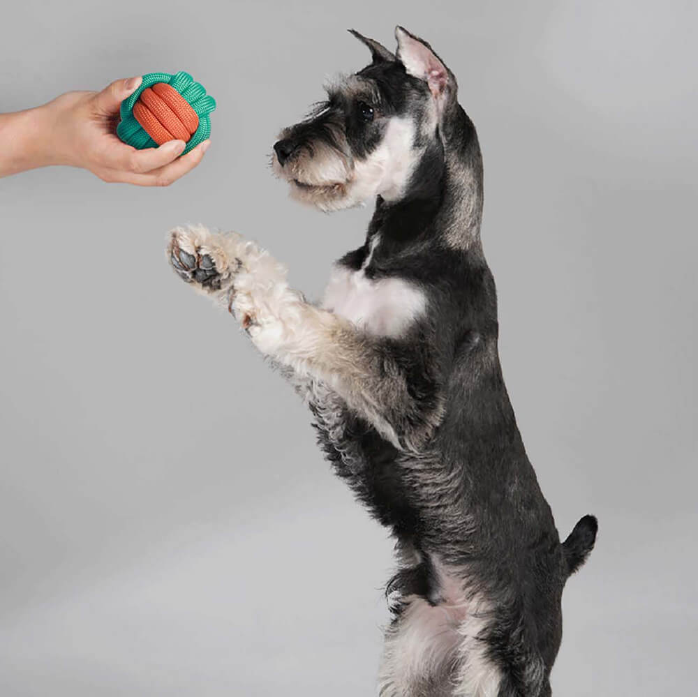 Juego de canasta de regalo de juguete para perros | Squeaky Chew Plush Tratas de lanzamiento de juguetes interactivos
