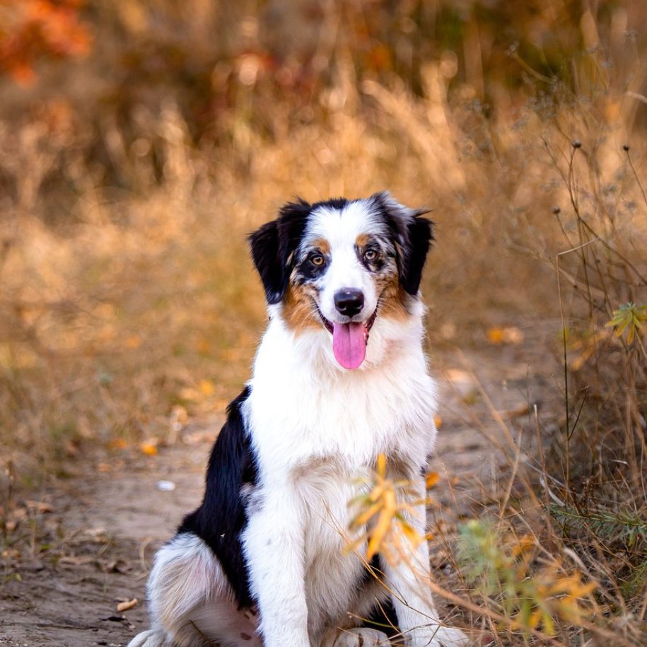 Australian Shepherd Information and Characteristics
