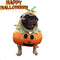 Disfraz de perros de calabaza: diversión y festivo para Halloween
