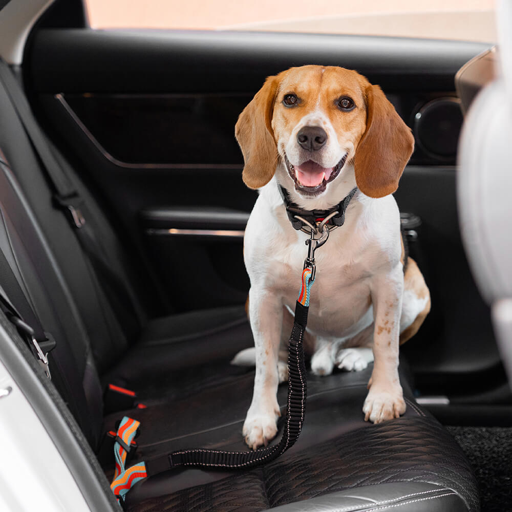 <tc>Color</tc>Cinturón de seguridad ajustable para perros con amortiguador completo