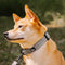 Funnyfuzzy Ajustable Nylon Durable Dog Collar - Flexi Walker
