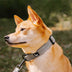 Funnyfuzzy Ajustable Nylon Durable Dog Collar - Flexi Walker