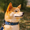 Funnyfuzzy Ajustable Nylon Durable Dog Collar - Flexi Walker