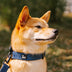 Funnyfuzzy Ajustable Nylon Durable Dog Collar - Flexi Walker