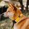 Funnyfuzzy Ajustable Nylon Durable Dog Collar - Flexi Walker