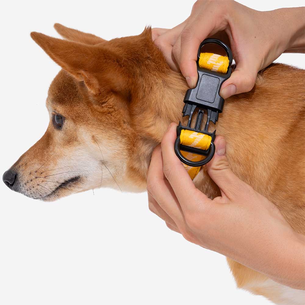 Funnyfuzzy Ajustable Nylon Durable Dog Collar - Flexi Walker