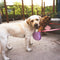 Tazón de agua de perros plegable no tóxico de silicona