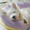 Almohada de almohada ortopédica almohada para perros