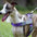 Reflective Buffer Anti Pull Large Dog Harness For Trunk