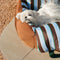 Vibrant Vibe Travel Booster Multifuncional cama para perros impermeable