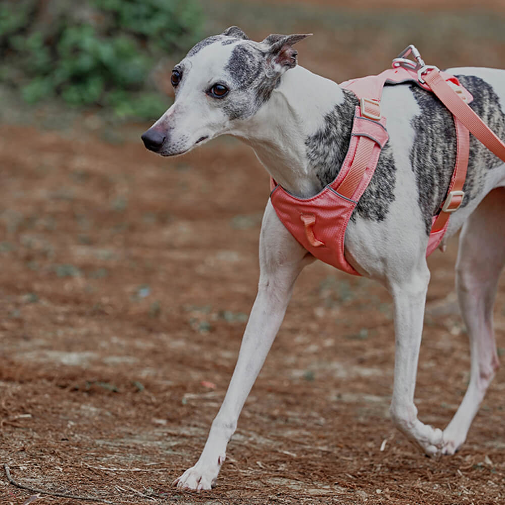Arnés de perros anti-Pull transpirable para perros impermeable o correa multifuncional