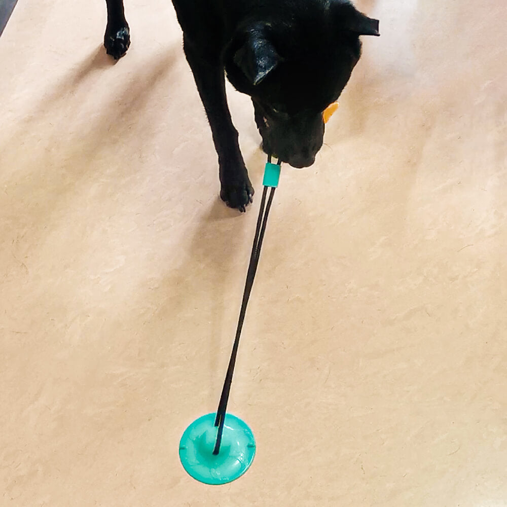 Juguete para perros de la copa de succión - mango